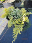 Preview: Juniperus horizontalis Mother Lode - Goldgelber Teppichwacholder Mother Lode